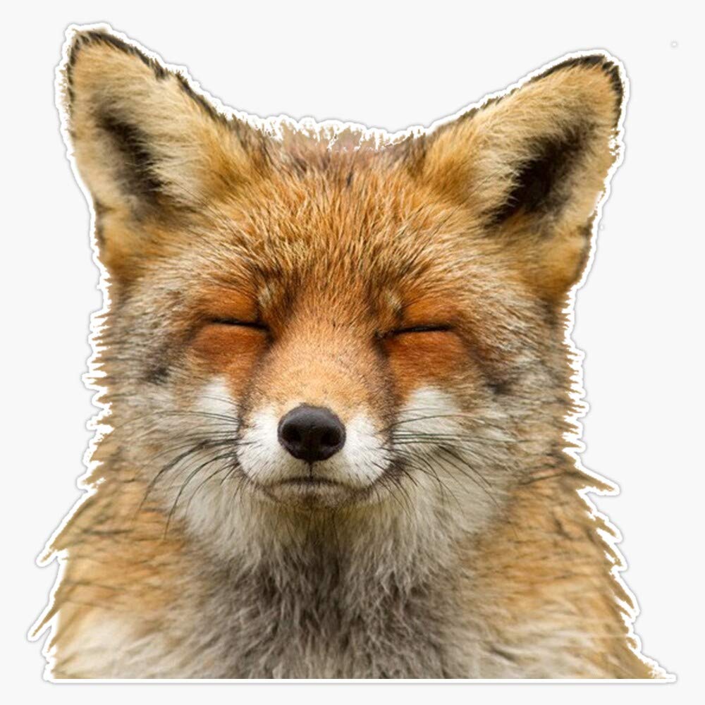 Cute Fox Vinyl Waterproof Sticker Decal Car Laptop Wall Window Bumper Sticker 5"