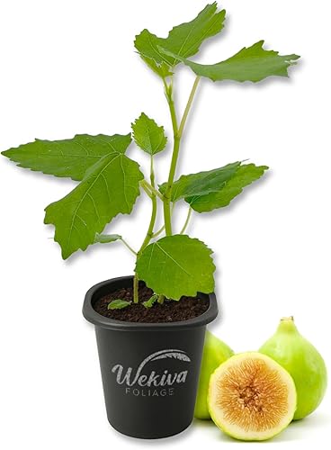 Lattarula - Árbol de higo italiano de miel - Planta viva en una maceta de 2 pulgadas - Ficus Carica - Árbol frutal comestible para el patio y el
