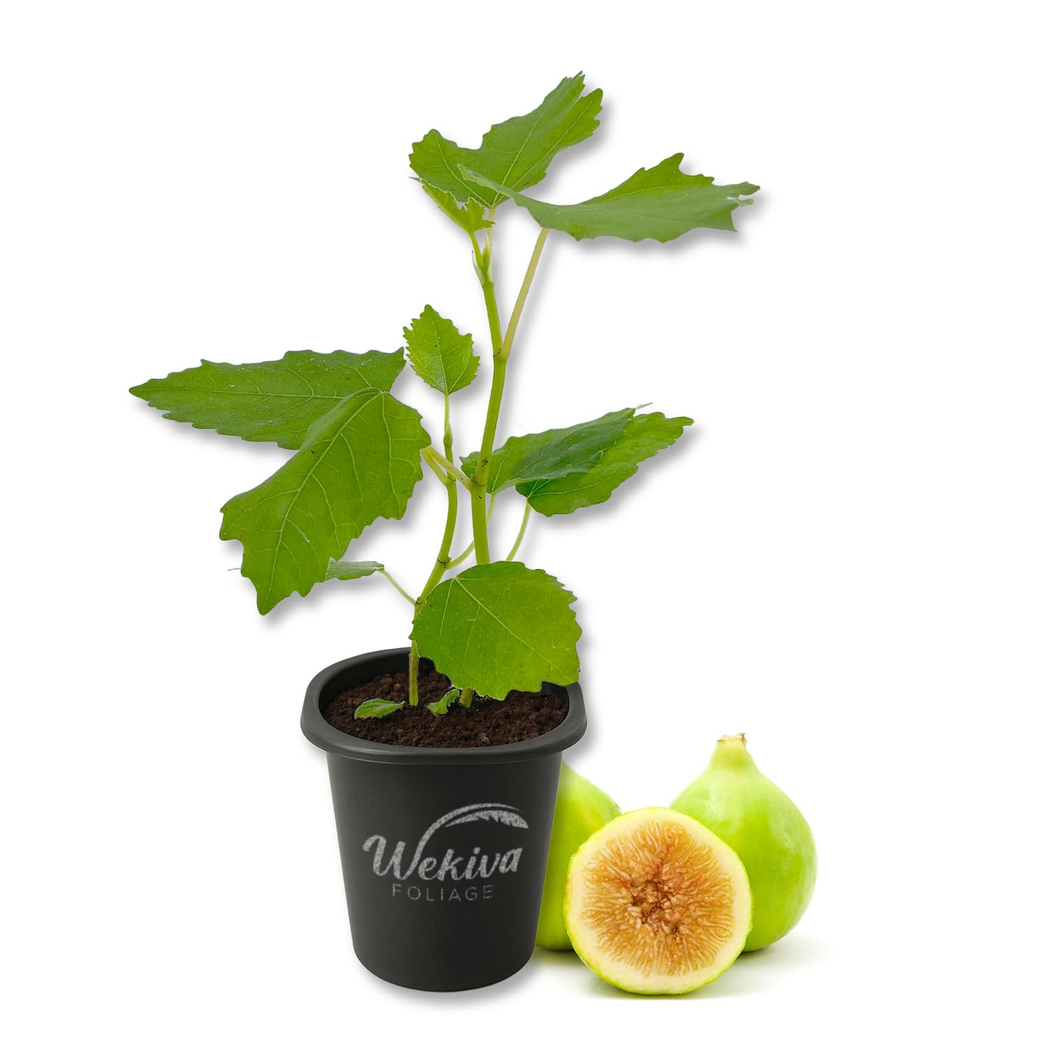 Lattarula Italian Honey Fig