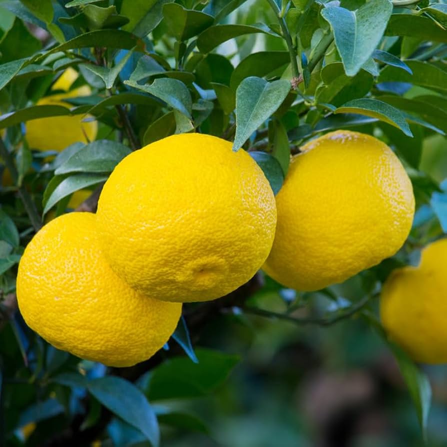 ゆずLemon Amazon.com : Yuzu Mandarin Tree Live, Grafted Plant in Pot