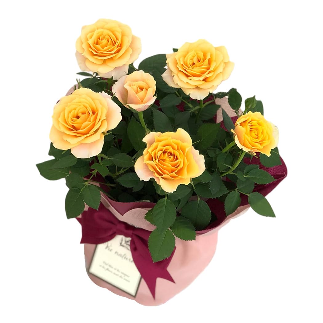 Amazon.co.jp: 来年2027年お届け 【ありがとうを伝える】 母の日 花