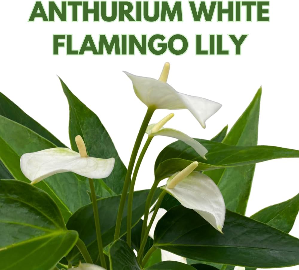 BubbleBlooms Anthurium White Flowering in a 4 inch Pot