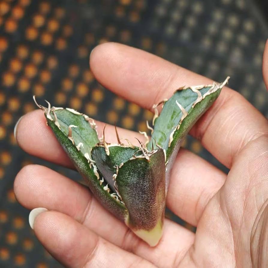 Amazon.co.jp: 5 アガべ チタノタ 牛魔王 優良血統子株 agave