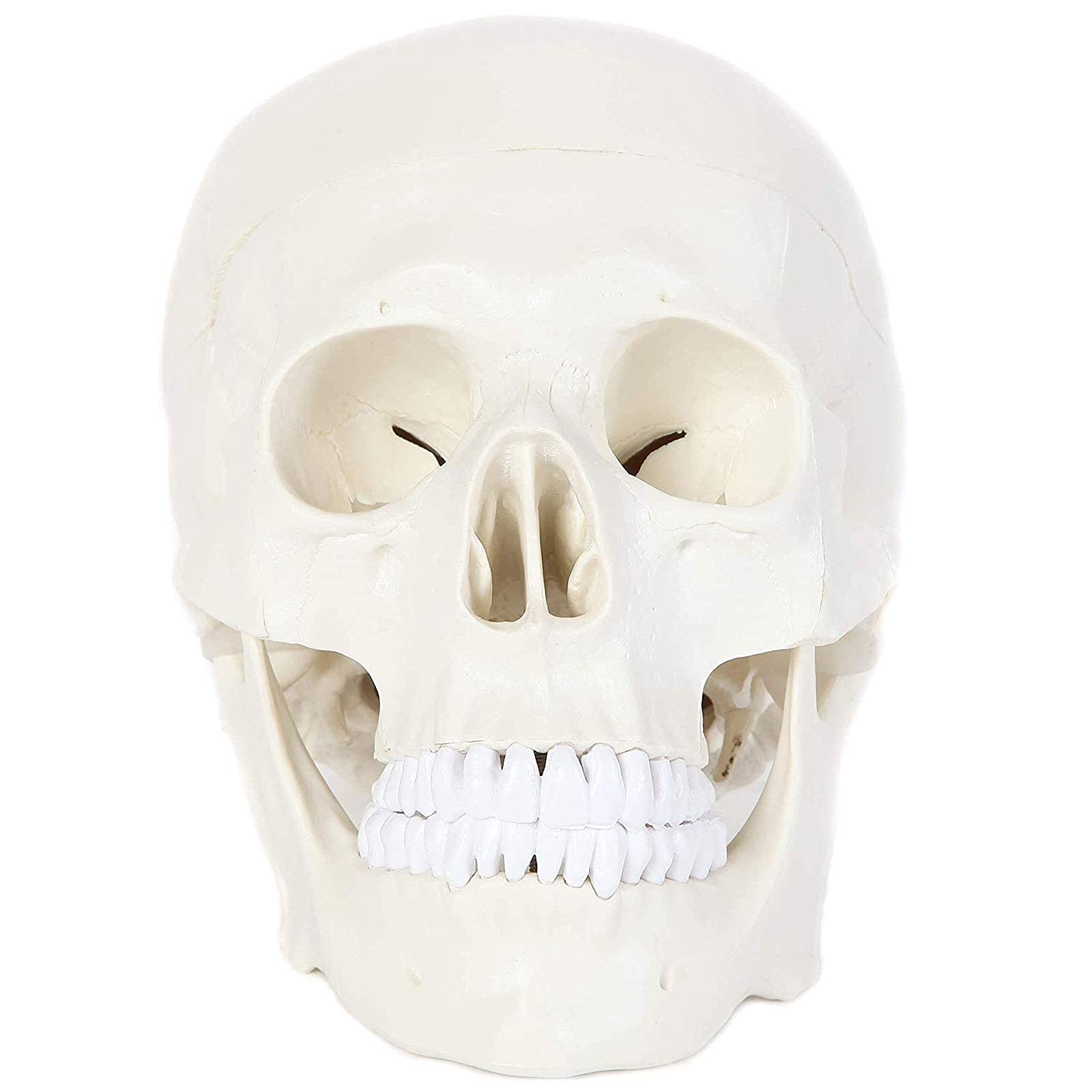 Anatomiczny model ludzkiej czaszki ze zdejmowaną czaszką i przegubową żuchwy, zestaw pełnych zębów, naturalnej wielkości narzędzie edukacyjne do anatomii medycznej