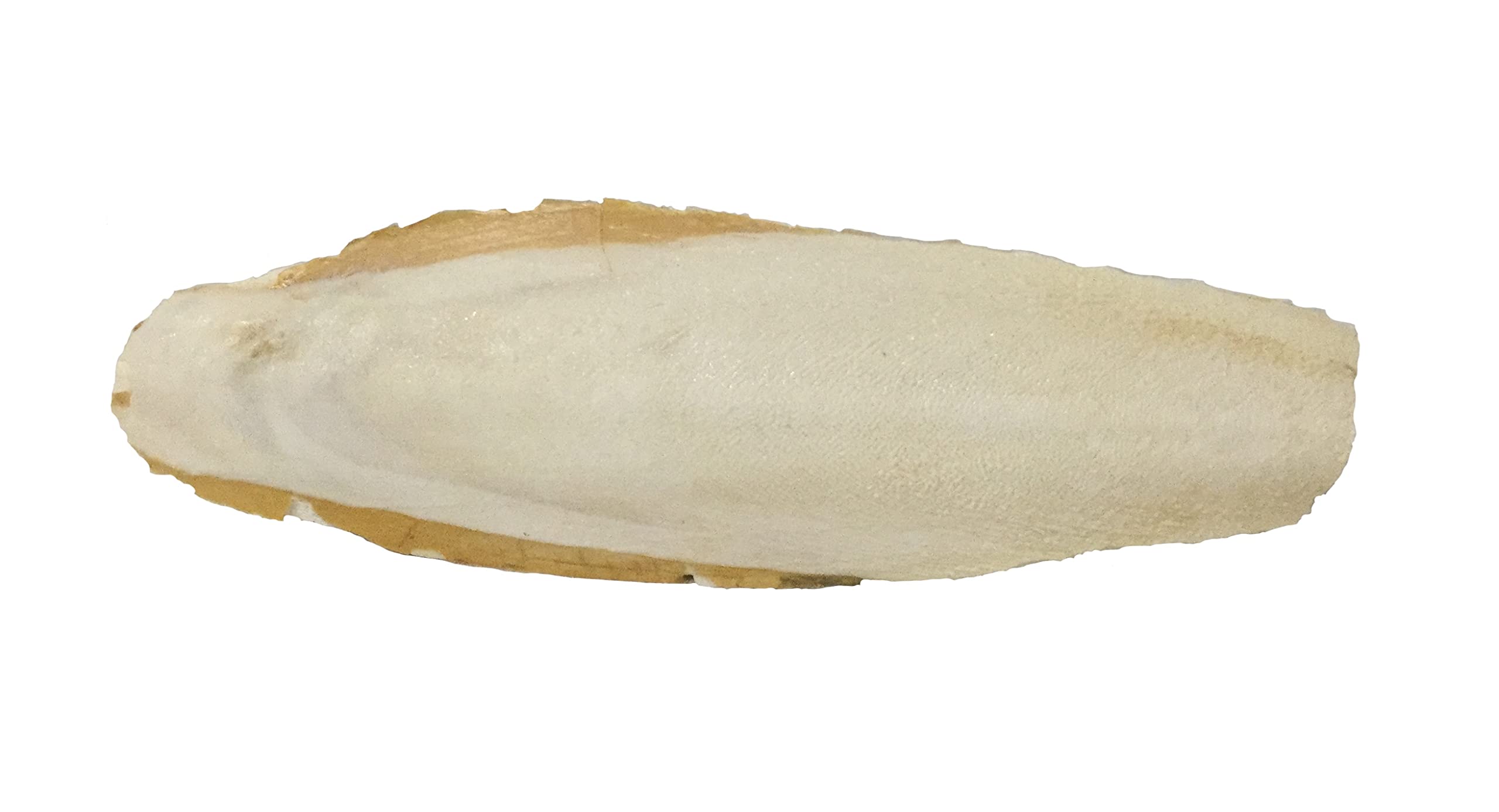 A&E Cage Cuttlebone 6-8" Pieces 5lb Cuttle Fish Bone