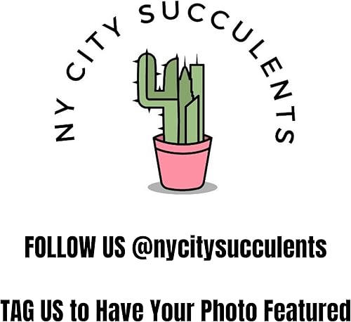 Miniatura 6 de Thai Constellation Monstera - Cultivo de tejido de planta viva - Mini planta Monstera - Planta de interior rara Monstera Constelación tailandesa