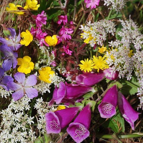 Plant World Seeds Wild Flower Mix Shaded Area Seeds (Seed Collection) Amazon.co.uk Garden