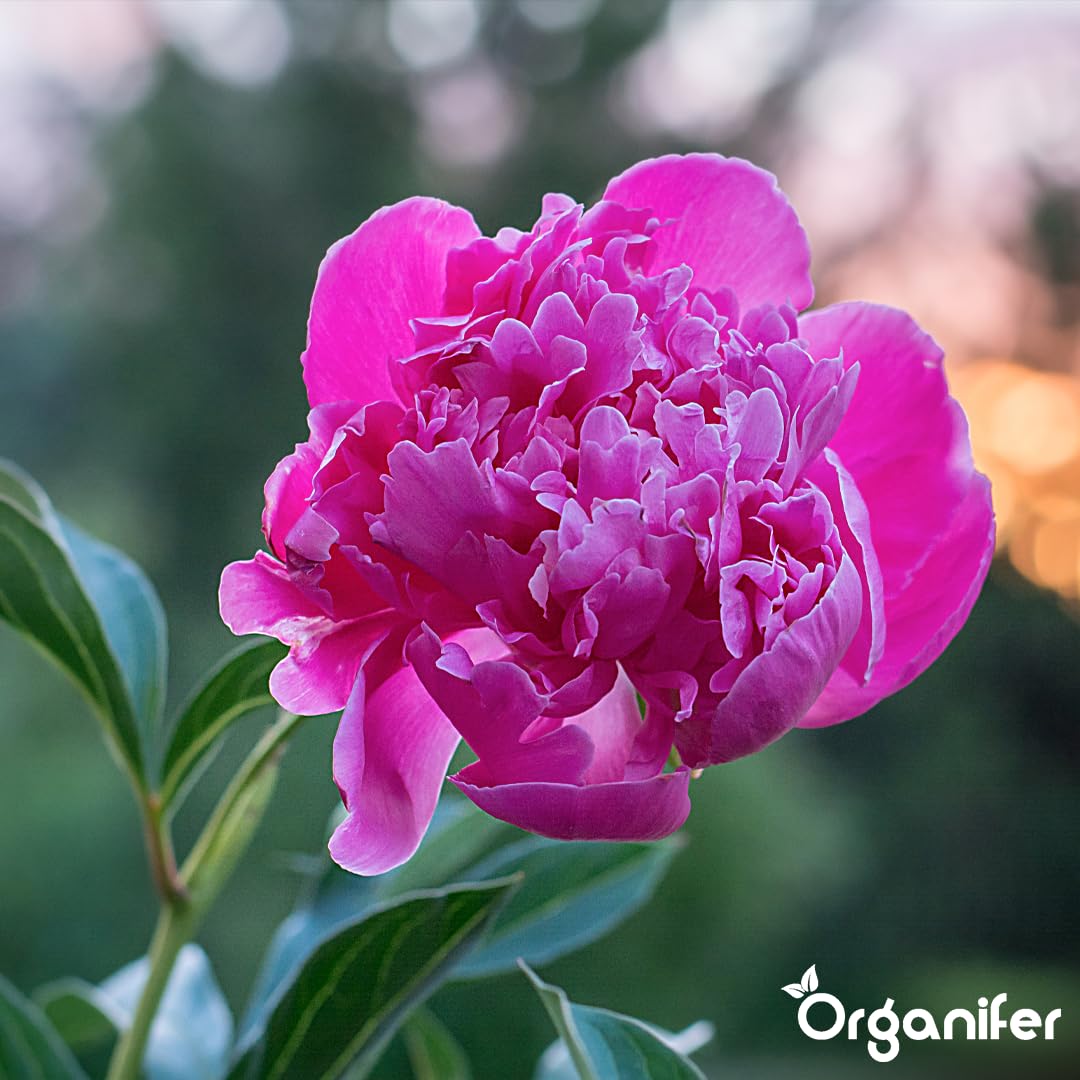 Peony Nawóz Organiczny Do Kwiatów - 10L - NPK 2-1-8 | Zdrowe Liście - Silne Korzenie I Wysoka Plonność - Organifer