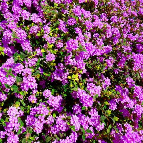 2 Trailing Lantana Plants Live for Indoor Outdoor, 6-9 Inch Tall, Live Lantana Flowers Home Garden (Purple Lantana) 2 Trailing Lantana Plants Live for Indoor Outdoor, 6-9 Inch Tall, Live Lantana Flowers Home Garden (Purple Lantana)
