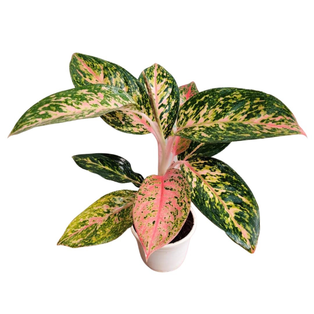 CAPPL Aglaonema Firework Plant: Vibrant Foliage, Burst of Colors, Low-Maintenance Indoor Plant (B0BTPRQV6F) Amazon Price History, Amazon Price Tracker
