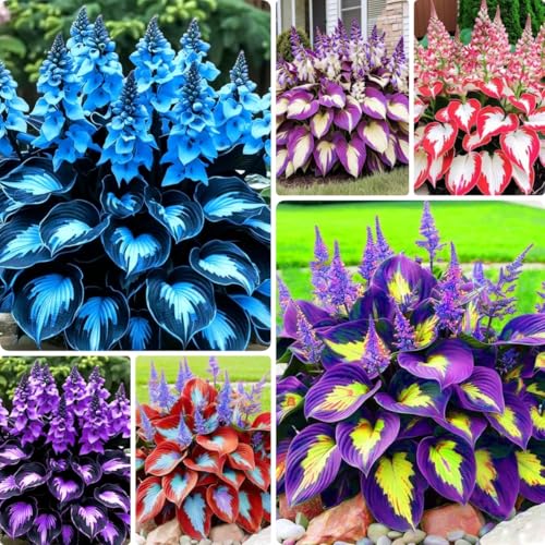 Hosta Shade Garden Seeds 210pcs– Decorative Foliage Plants – Ideal for Gifts, Landscaping & Natural Green Corners
