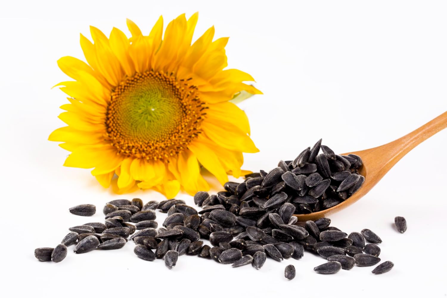 Semillas de Girasol Negras 25 kg, Zivela, para pájaros, nutrientes y sabrosas para Tus Amigos con Plumas, 25 kg de Semillas de Girasol Negras para Aves Silvestres