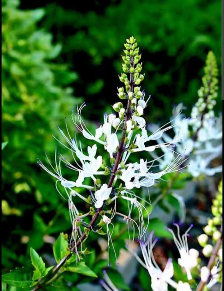 Poonai Meesai | Java Tea Plant (Botanical name : Orthosiphon Stamineus) SEERAGA THULASI | Live Plant fresh - 1 No (B0BNKF9X58) Amazon Price History, Amazon Price Tracker