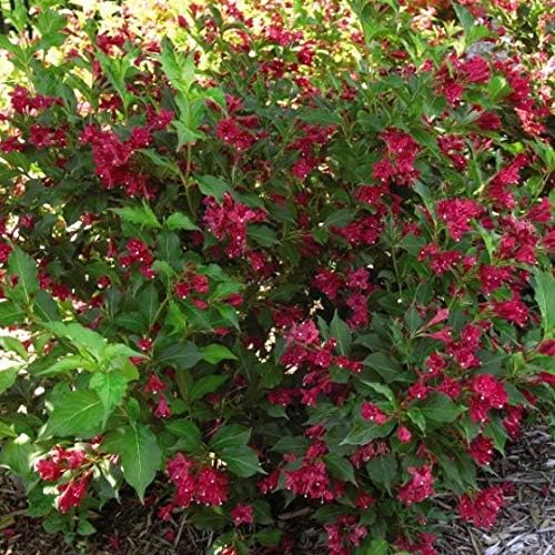 Two- #1 Gallon Potted Red Prince Weigela Shrubs Plants