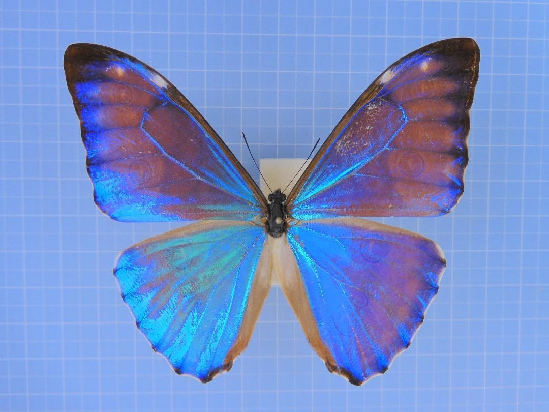 未使用桐製 特大志賀昆虫インロウ 標本箱 、中古斜傾展翅板1号サイズ