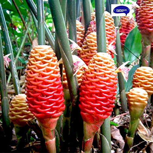 See full amazon price history chart for Mphmi Nurseryplant Beehive Ginger, Zingiber spectabile - Plant Mphmi Nurseryplant Beehive Ginger, Zingiber spectabile - Plant (B09NMM455W) Amazon Price History, Amazon Price Tracker