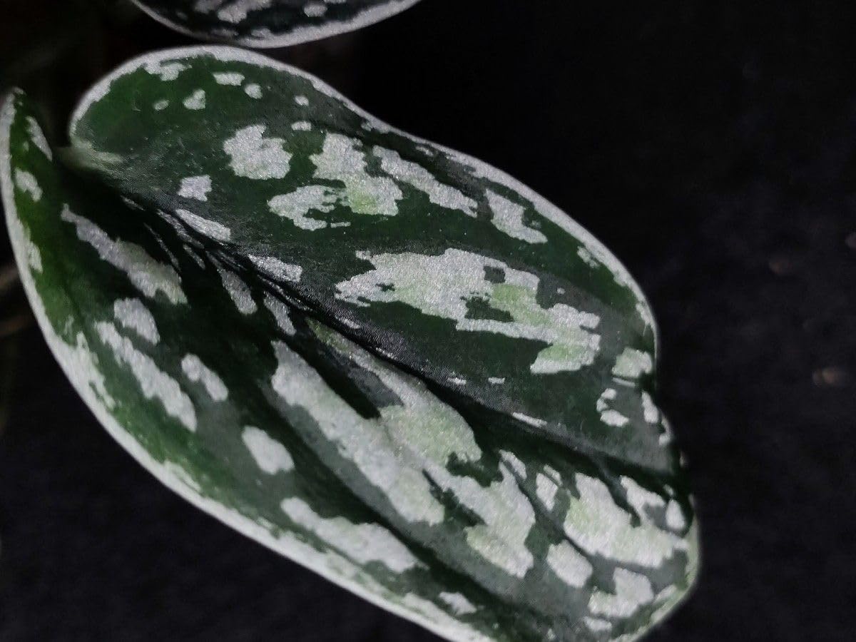 スキンダプサス ユニコーン トリカラー スキンダプサス トリカラー