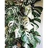 Generic 100 Witte Monstera plantenzaden
