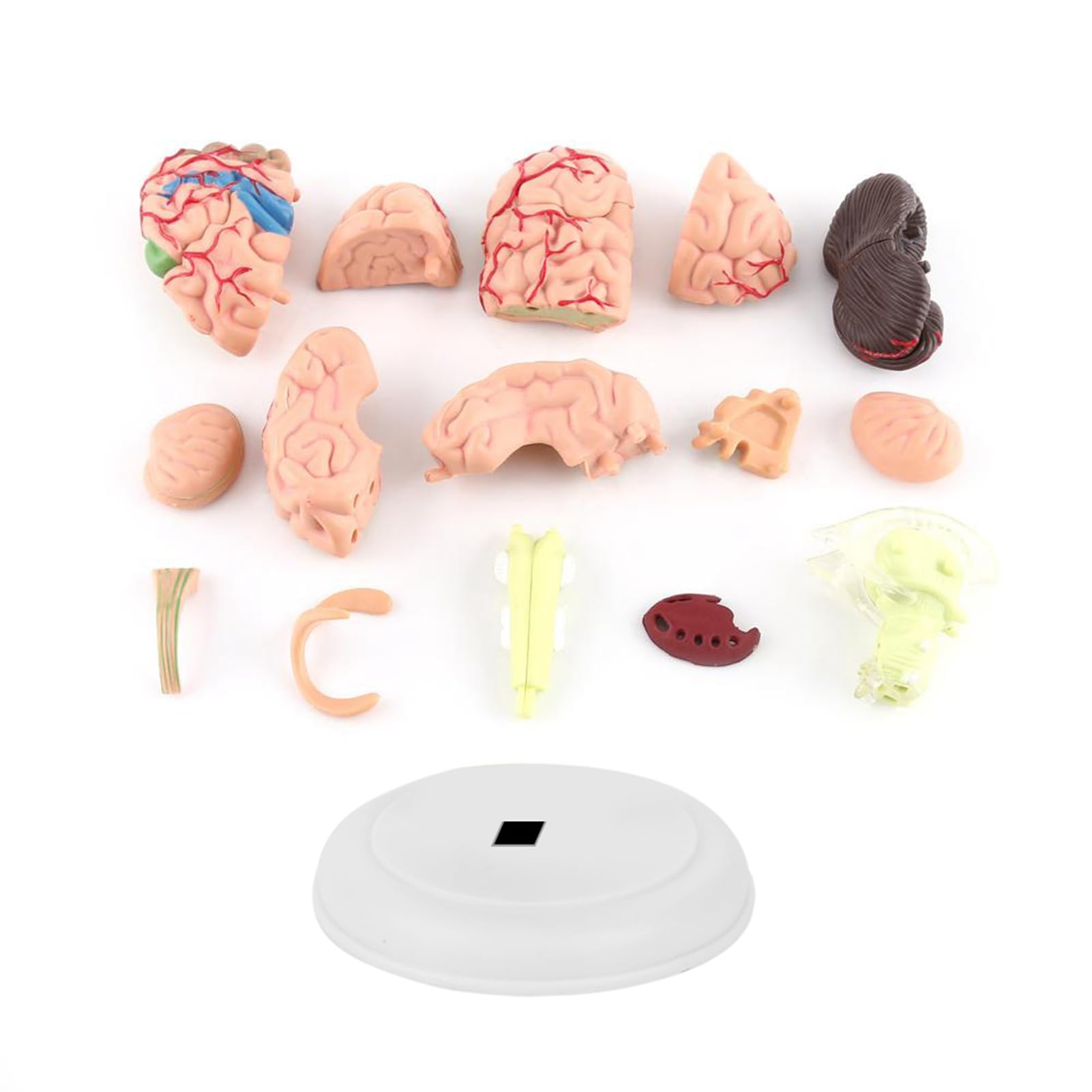 Modelo anatómico de cerebro humano desmontable para enseñanza y estudio 2