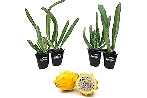 Pink Dragon Fruit Tree - Live Starter Plants for Homegrown Dragon Fruit