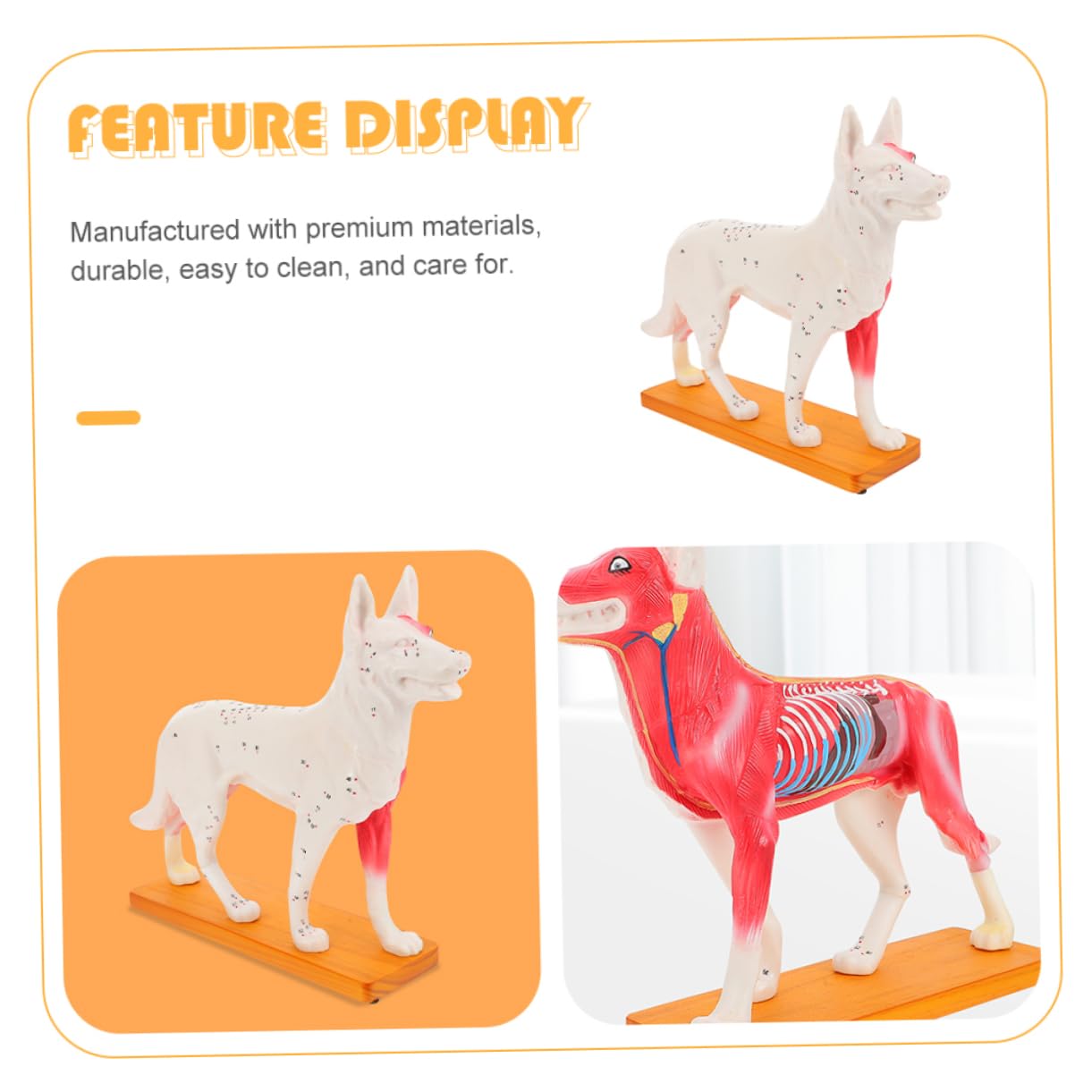 Modello di Agopuntura Canino in Pvc per Insegnamento Anatomia Veterinaria, Strumento Didattico per Studenti e Insegnanti di Medicina Cinese