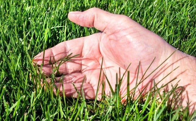 Image of Korean Nilgiri Imported Lawn Grass seeds for Home and Gardening (Pack of 400 grm)