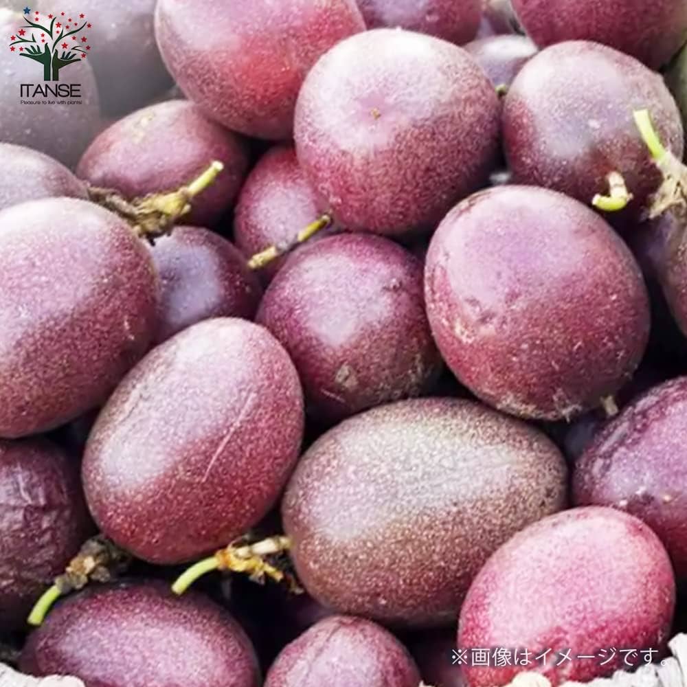 パッションフルーツ 楽天市場】小笠原パッションフルーツMIX 缶 : 東京愛らんどショップ