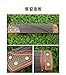 LANDTOM Professional Paulownia Guzheng（163cm）for Adults/beginner/Intermediate (Drizzling rain)