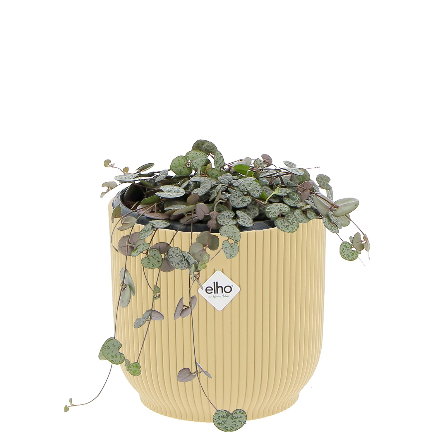 Kentis - Ceropegia Woodii - Pianta Collana di Cuori - Piante Vere da Appartamento - Pianta Succulenta Ricadente Decorativa Facile Cura - Vaso Ø 14 cm