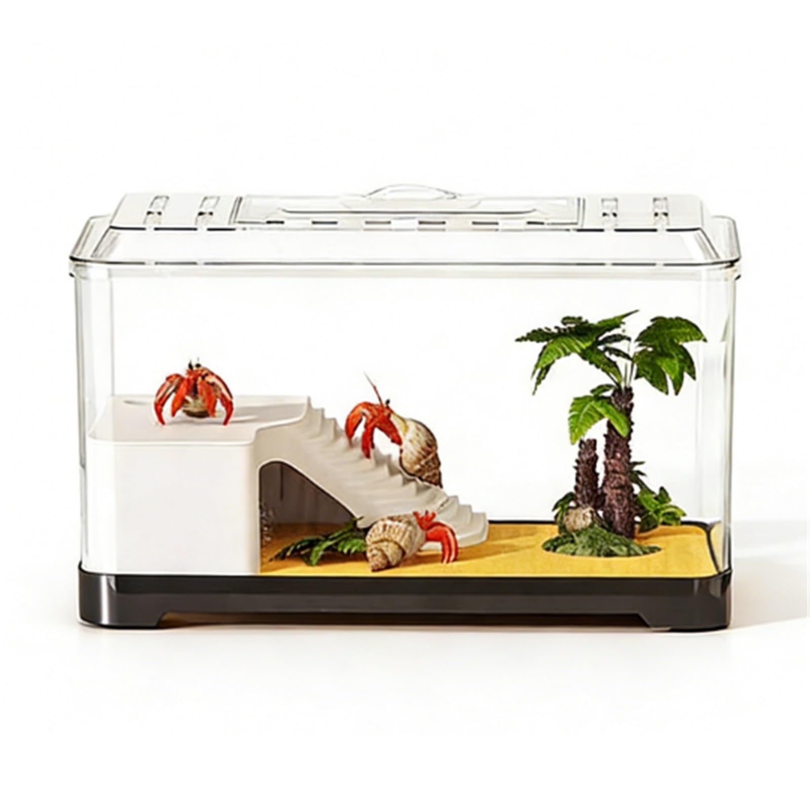 Acuario para Tortugas Tanque de observación Tortugas Transparente: Acuario Escritorio for alimentación y(Grande)