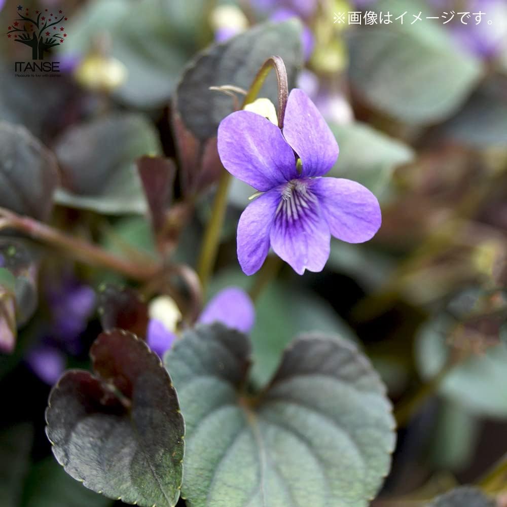 ラブラドリカ 10.5cmポット 4個セット【品種で選べる花苗・多年草】学名：Viola labradorica/スミレ 【ヴィチセラ】