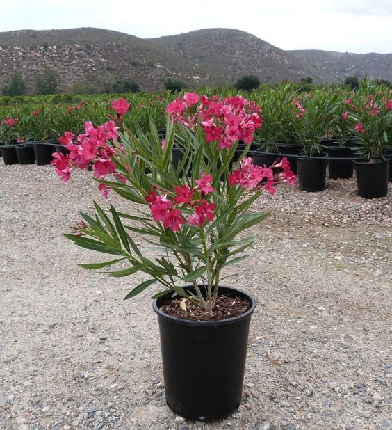 Rare Red Kaner Live Plant - Nerium Oleander Live Plant, Live Flower Plant For Gardening and Indoor ; 1 Healthy Plant With Black Pot (Red) (B0CYGKFZ2Y) Amazon Price History, Amazon Price Tracker
