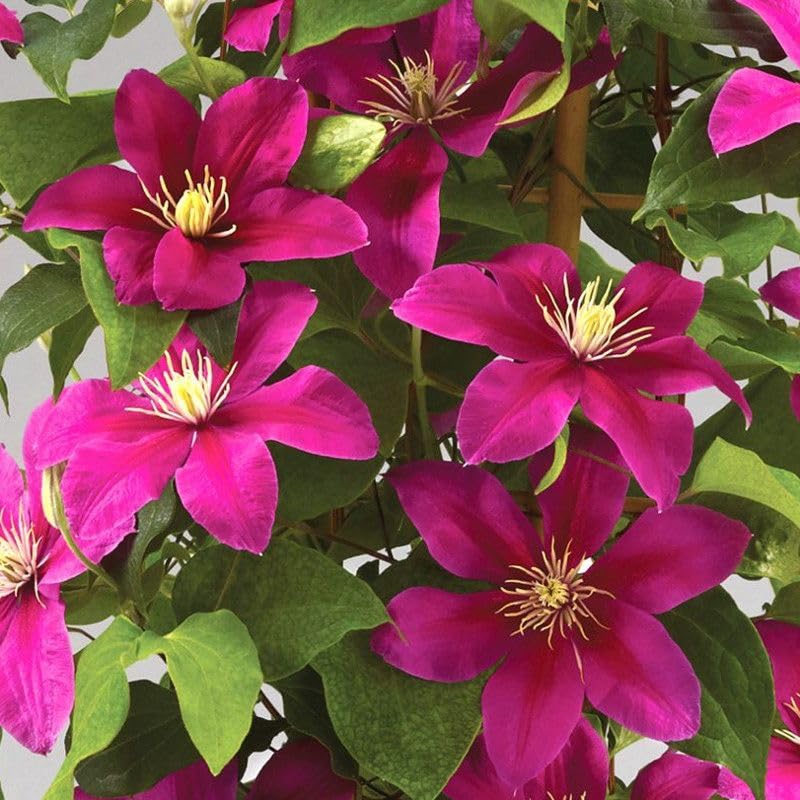 GROWDERS White Clematis Creeper | White Flowering Climber Vine | Elegant Star-Shaped Blooms | Fast-Growing Ornamental Creeper | Garden, Balcony & Trellis Plant (PACK OF 1 POTTED PLANT)-picture-42