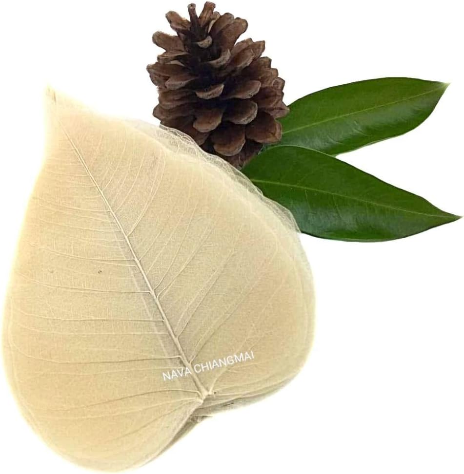 NAVA CHIANGMAI FLOWERSSkeleton Natural Ficus Religiosa Leaves Artificial Leaves Craft Card Scrapbooking DIY Embellishment Decoration Art Greeting Cards Wedding Gifts Seasonal Gift (Natural Color)