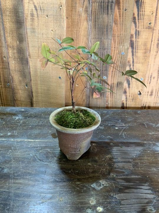 Amazon.co.jp: 蘭鉢 備前焼 植木鉢 果肉植物① : DIY・工具・ガーデン