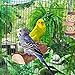 Niteangel Parrot Cage Perch, Wooden Platform for Birds (1 Pack)