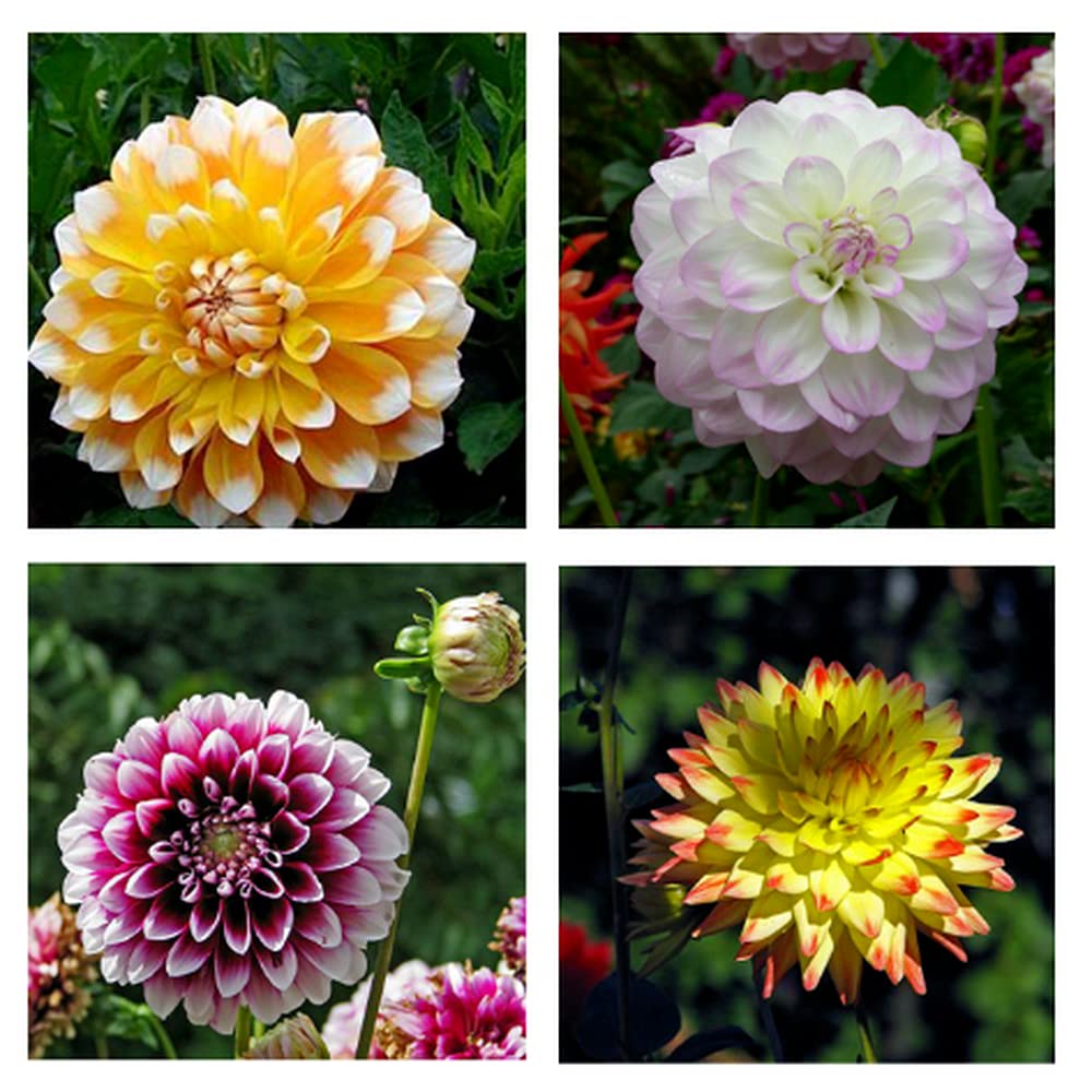 2pcs Dahlienzwiebeln in gemischten Farben seltene Sorte beliebt bei Familienmitgliedern Einfach anzubauen Spaß Macht die Umgebung schöner