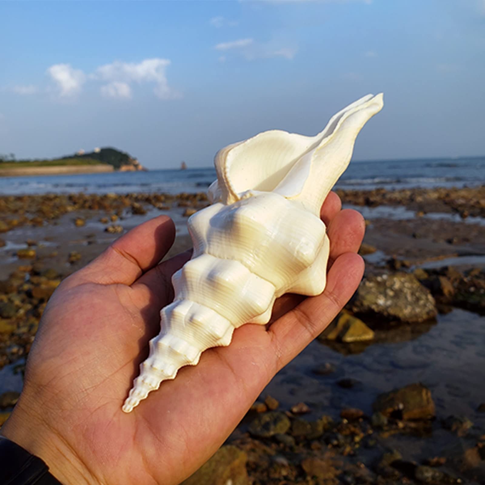 Conchiglie Extra Large Per Granchi Eremiti - 5 Pezzi Naturali Per Acquario O Artigianato - Foto 3