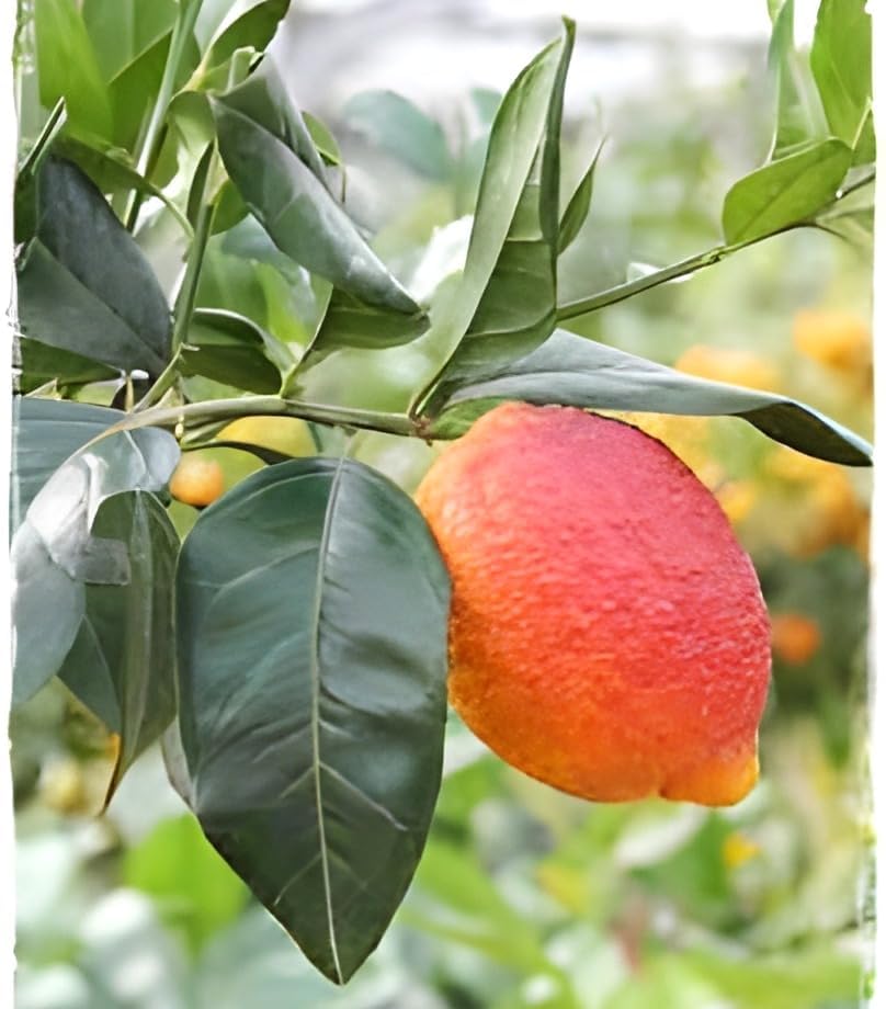 Image of Original inchRed Round Lemon Fruit inchTree Grafted plant ||For home garden fruit tree plant outdoor indoor