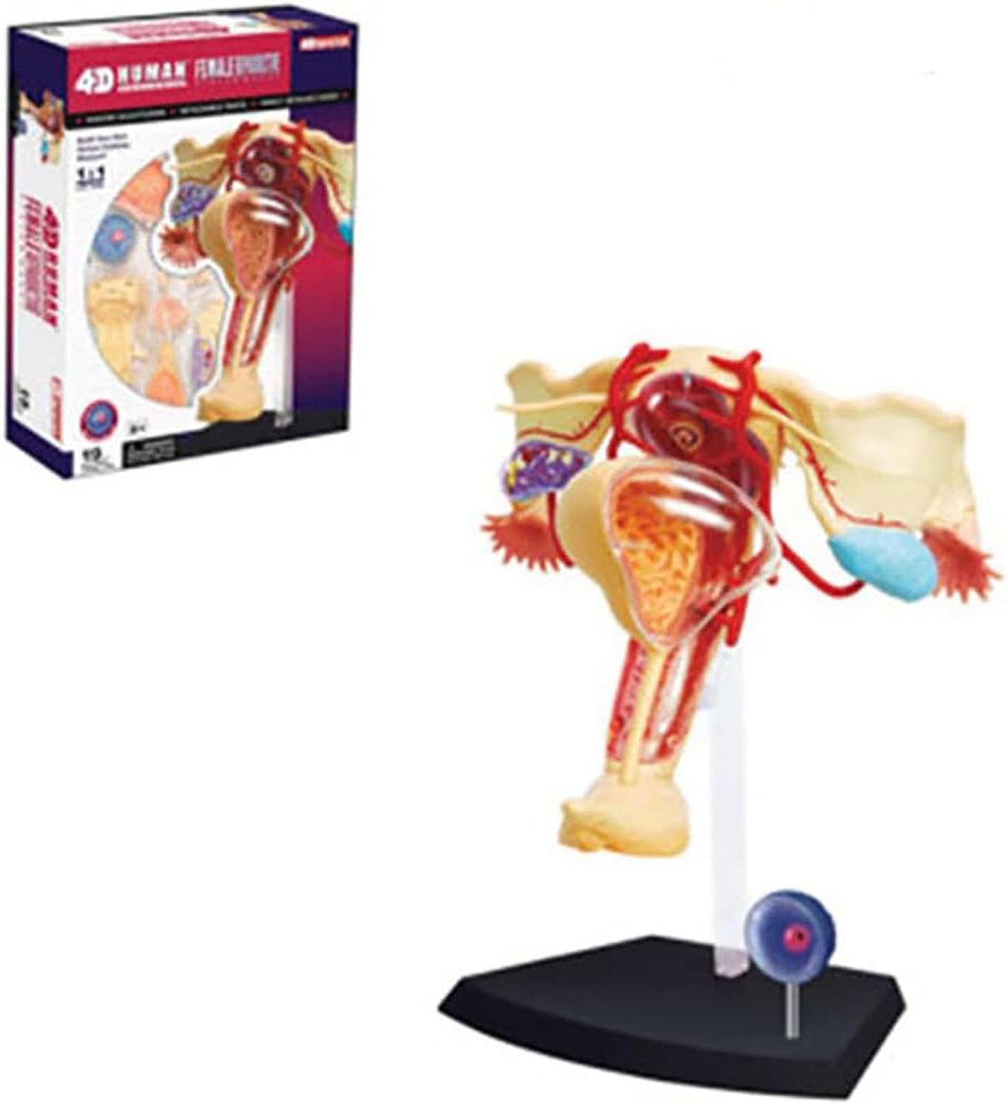 Genérico Modelo Anatómico del Sistema Reproductor Femenino 4D, Modelo Humano de Útero y Ovario, 19 Componentes Desmontables y un Soporte de Exhibición para Estudio y Enseñanza