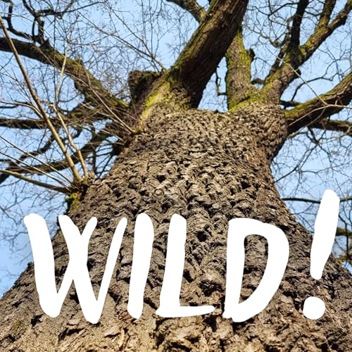 Mein Freund, der Baum &ndash; mit Thomas Knoll (BaumEntscheid) cover art