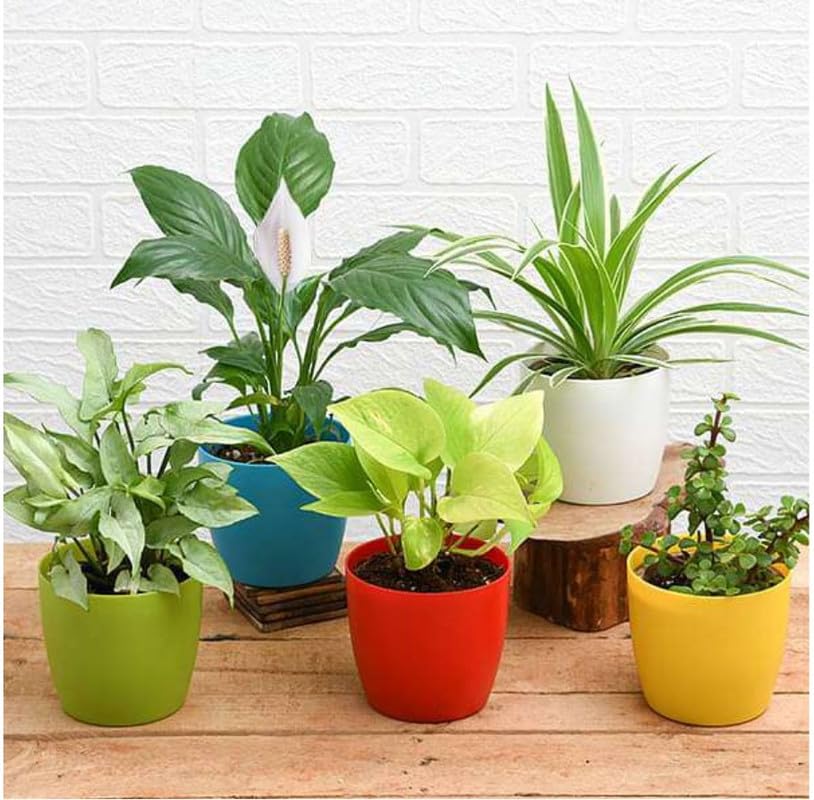See full amazon price history chart for Vibrant Green Indoor Plants for Living Room Home Decor Set of 5 Plant Combo Live Plant with Pot - Syngonium Plant, Money Plant,Spider Plant,Peace Lily Plant,Jade Plant| Airpurifying Plant, Dcor Vibrant Green Indoor Plants for Living Room Home Decor Set of 5 Plant Combo Live Plant with Pot - Syngonium Plant, Money Plant,Spider Plant,Peace Lily Plant,Jade Plant| Airpurifying Plant, Dcor (B0CNMVW5LG) Amazon Price History, Amazon Price Tracker