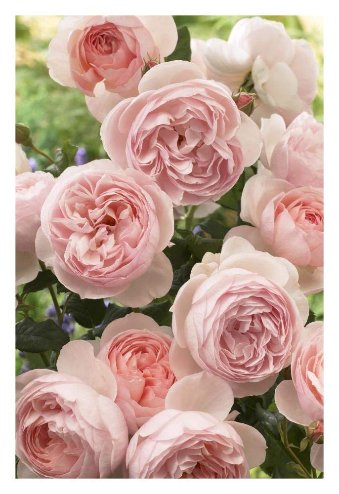 Artworks Italia Rose patrimoine fleurs-Papier Art 55,9 x 81,3 cm