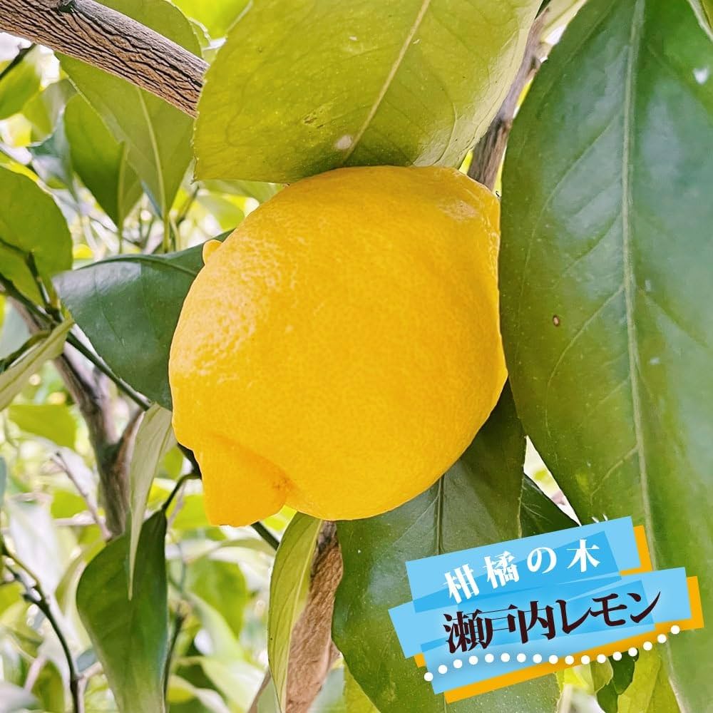無農薬 レモンの木【柑橘 果実 苗木】国産レモン