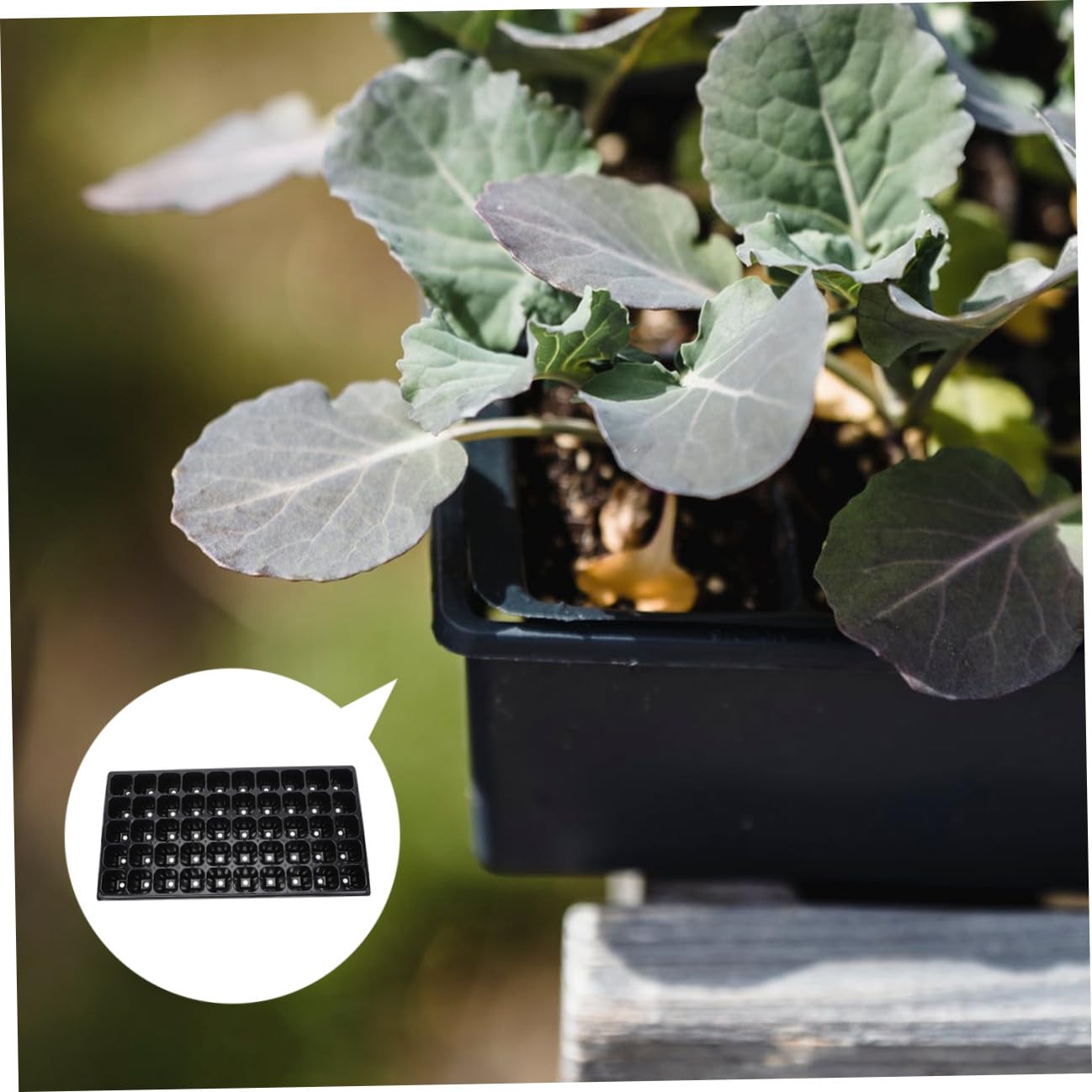 Mipcase 10pièces Plateau De Épais pour Germination De Plantes Et Étanche pour Et Légumes