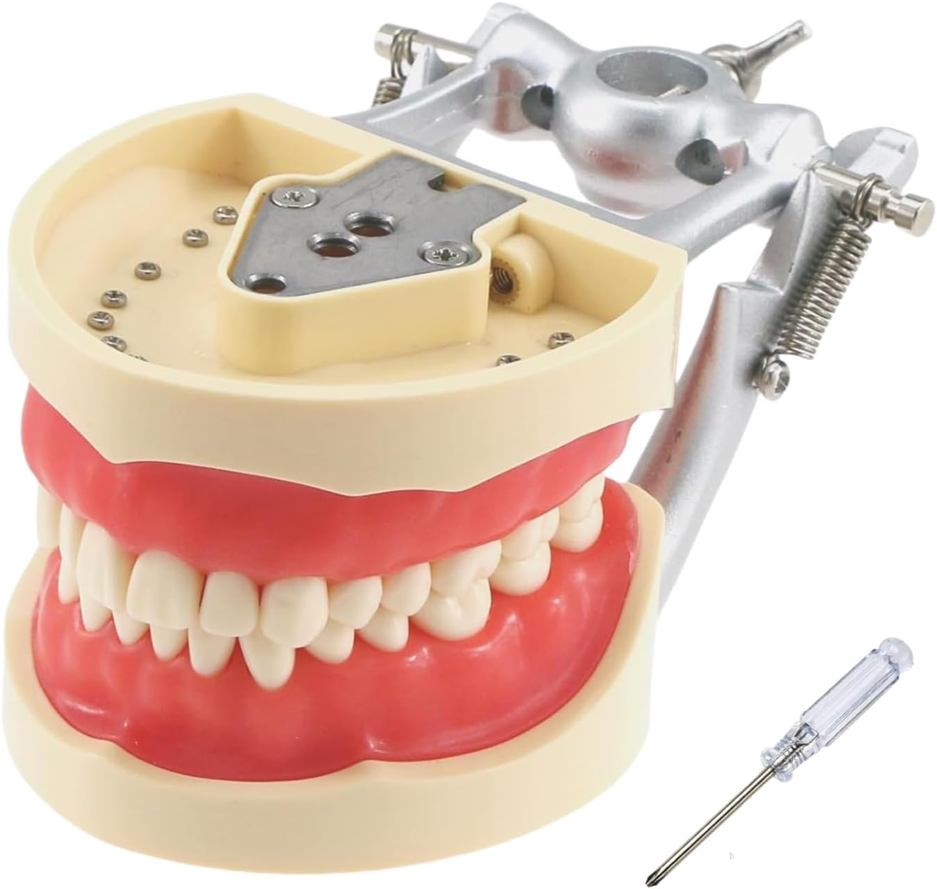 Dental Typodont Teeth Model, with 32 pcs Removable Teeth Compatible with Kilgore Nissin 200 Type for Teaching, Practice and Study