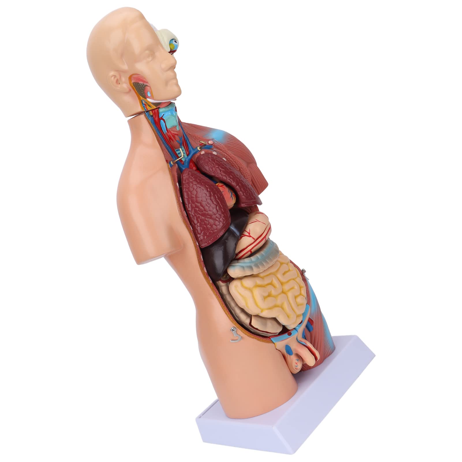 Cryfokt Modello di Torso Umano, Modello Anatomico del Corpo Educativo Rimovibile 17,7 Pollici, Strumento di Apprendimento Scientifico per l'ospedale Scolastico con Organi e Cervello Staccabili