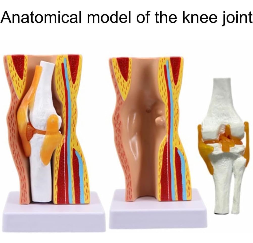 Generico Modello di Anatomia dell'Articolazione del Ginocchio Umano Ausilio Didattico Modello di Ginocchio Flessibile per Educazione Scientifica, Modello Didattico