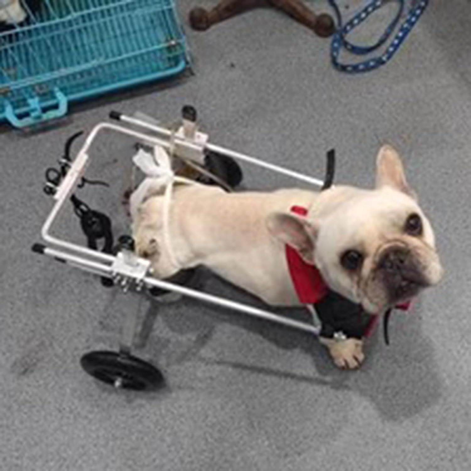 Fauteuil roulant réglable pour pattes arrières de chien et chat avec cadre en métal