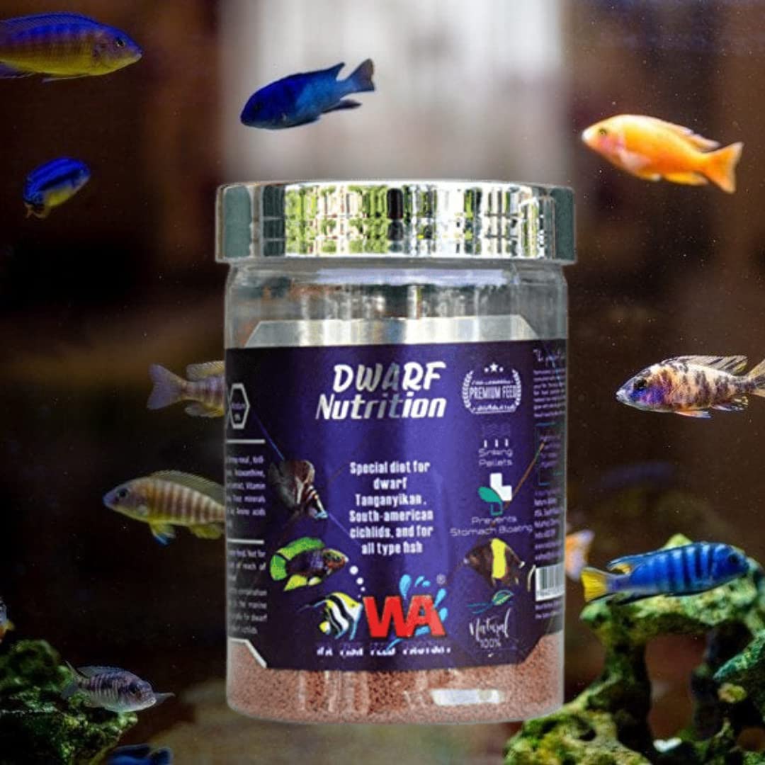 See full amazon price history chart for WA Dwarf Nutrition, 220G (500ML) | Special Diet for Dwarf, Tanganyikan, South American Cichilds and for All Type Fish by Petzlifeworld WA Dwarf Nutrition, 220G (500ML) | Special Diet for Dwarf, Tanganyikan, South American Cichilds and for All Type Fish by Petzlifeworld (B0BT7TWBSY) Amazon Price History, Amazon Price Tracker